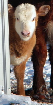 [snow111362.jpg]