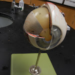 z_model_eye_03.JPG