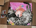 Box Cats
