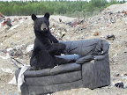 The Sofa