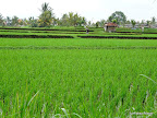 Ubud