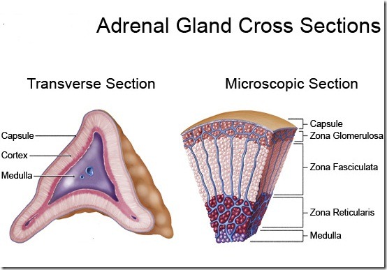  Adrenal glands are paired structures located on the overstep of the kidneys MR X Difference betwixt Adrenal Cortex together with Adrenal Medulla
