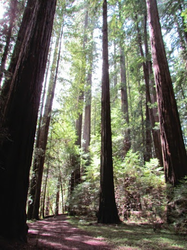 HikingintheRedwoods-20-2014-04-4-09-25.jpg