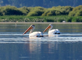 pelican morning