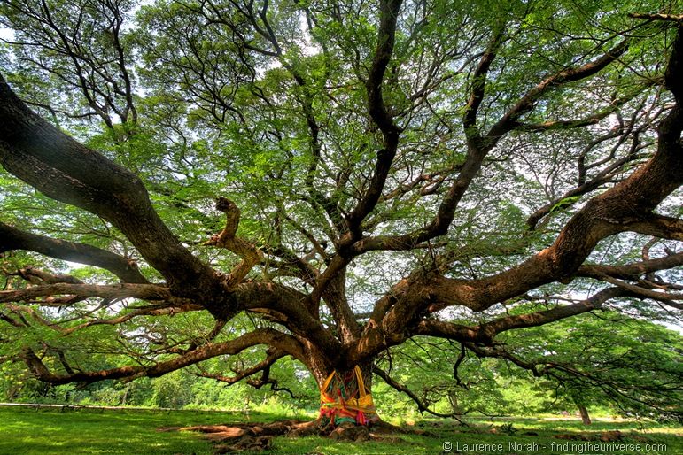 Giant tree by Laurence of findingtheuniverse.com