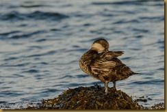 American (Black) Scoter - Melaanitta americana