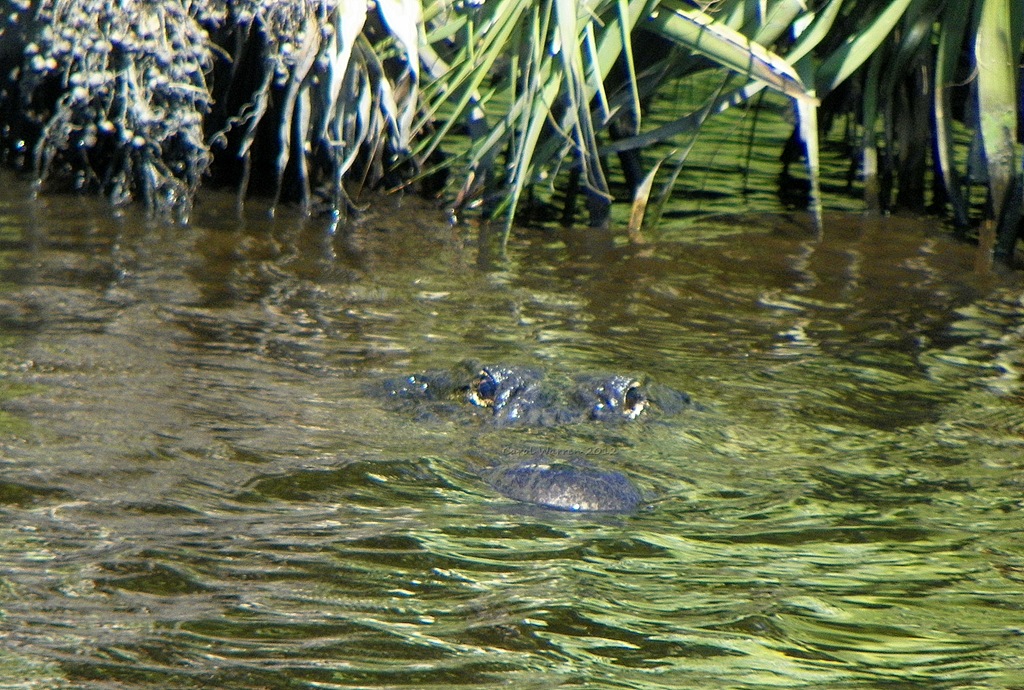 [St%2520Johns%2520River%2520008cs%255B4%255D.jpg]