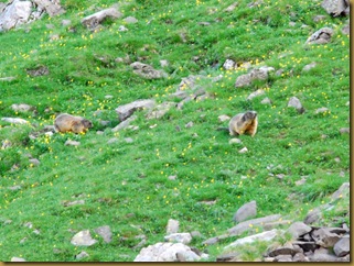 Marmotte Marmotte