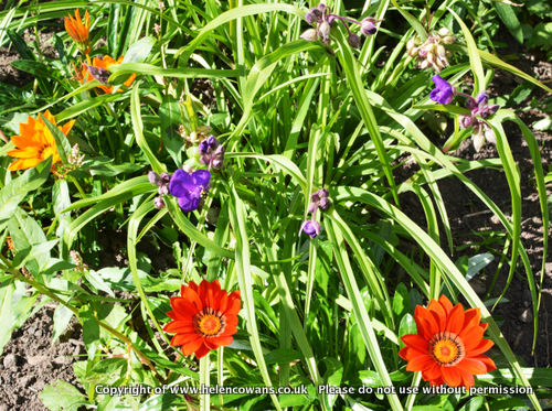 Orange - purple.jpg Orange purple