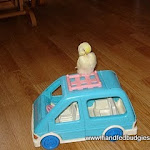 Jan24-11 Budgie & barbie car d.o.b. 12-10-10.JPG
