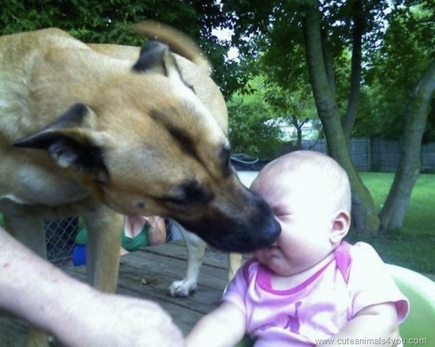 [50_Funniest_Animal_Photobombs_Of_All_Time_31%255B6%255D.jpg]