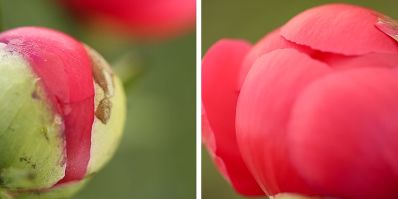 peonie dyptich peonie dyptich