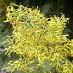 Sinacalia tangutica.JPG