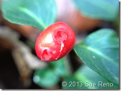 Sue Reno, Partridge berry, macro view 2