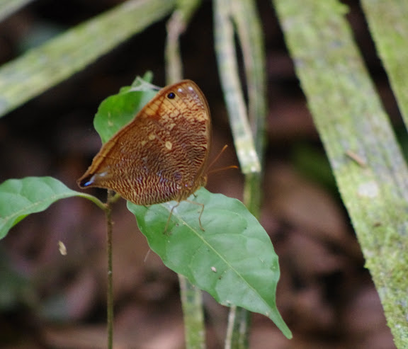 Bia actorion actorion (LINNAEUS, 1767). Sentier Monts La Fumée, Saül, 13 novembre 2012. Photo : J.-M. Gayman