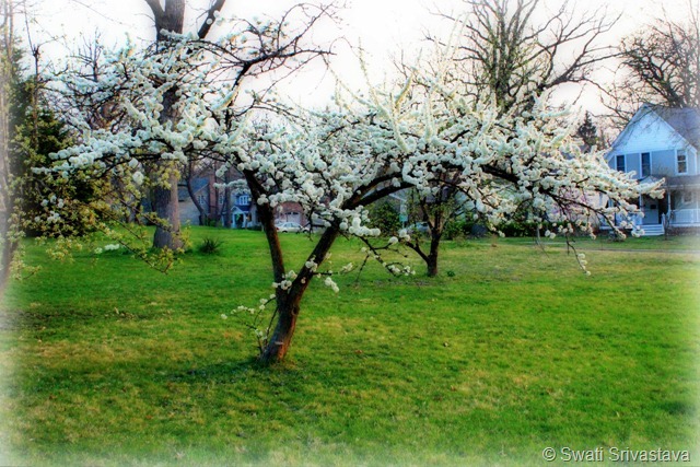 Trees1.jpg Trees1.jpg