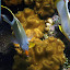 Fish - Oak Beach, Australia