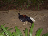 STP60586.JPG