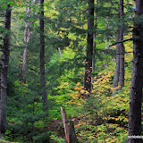 Deep In The Forest / Porcupine Mountains State Park / Upper Michigan