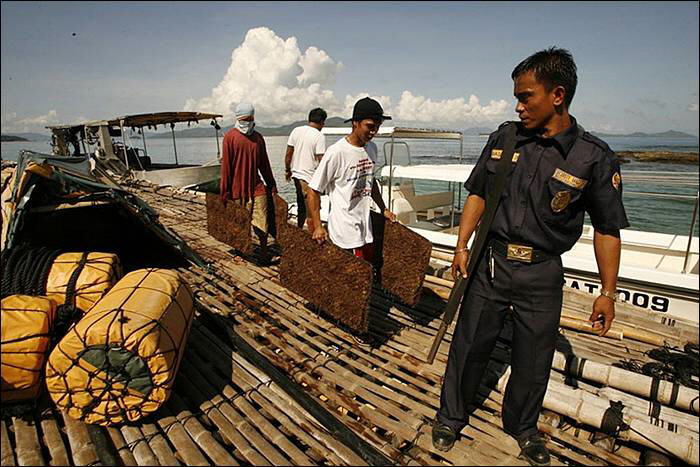 Image Dimension: 700x467 :: The making of Golden Pearl on the island of Palawan in southwestern Philippines The making of Golden Pearl on the island of Palawan in southwestern Philippines