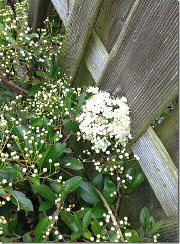 IMG_1010 IMG_1010