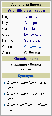klasifikasi ilmiah ngengat Cechenena lineosa