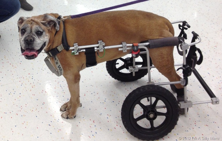 [Pebby%2520n%2520her%2520wheels%255B9%255D.jpg]