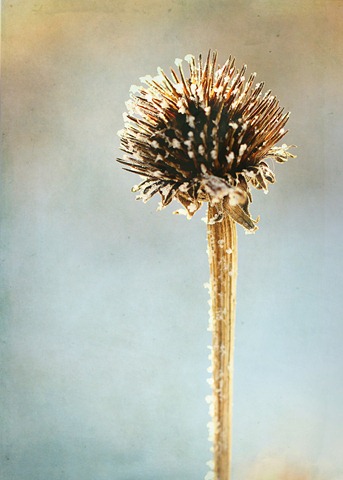 [3512_dried%2520cornflower_spirit%2520skies%255B4%255D.jpg]