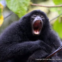 Siamang