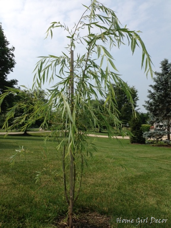 Weeping Willow Tree