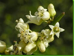 Colletia paradoxa 1 Colletia paradoxa 1