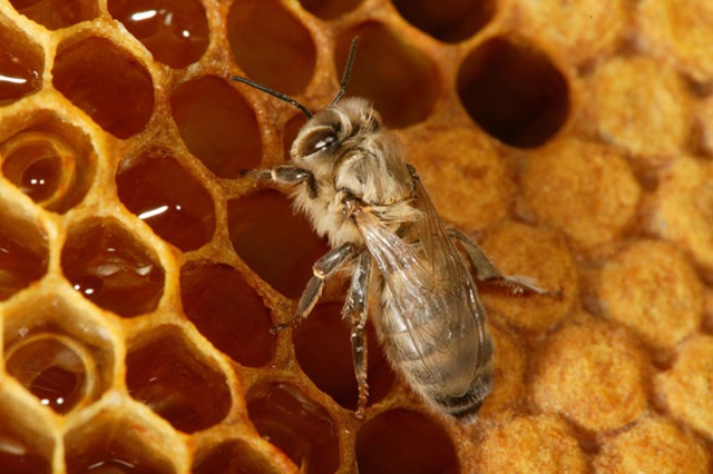 [Bee-Hives-Honeybee13%255B2%255D.jpg]