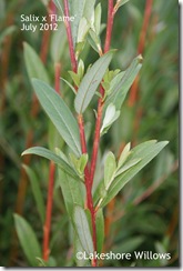 Salix x 'Flame', July 3, 2012 Salix x 'Flame', July 3, 2012