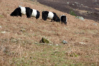 Black and white cows
