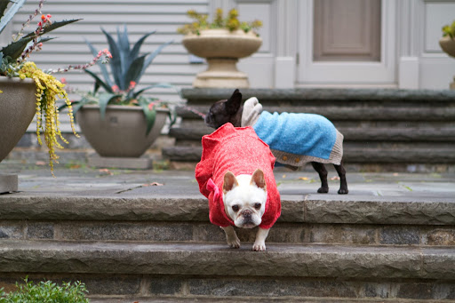 And I've found that the quality of Martha Stewart/PetSmart clothing is unmatched! So stylish and yet so durable and comfortable - perfect for chilling out one second and super flexible for sprinting after squirrels the next! And I've found that the quality of Martha Stewart/PetSmart clothing is unmatched! So stylish and yet so durable and comfortable - perfect for chilling out one second and super flexible for sprinting after squirrels the next!