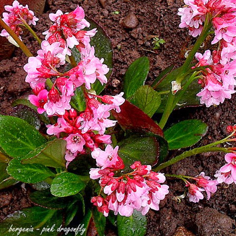 bergenia - pink dragonfly