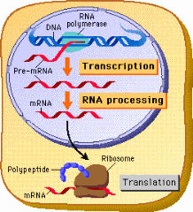Eukaryotic transcription Eukaryotic transcription