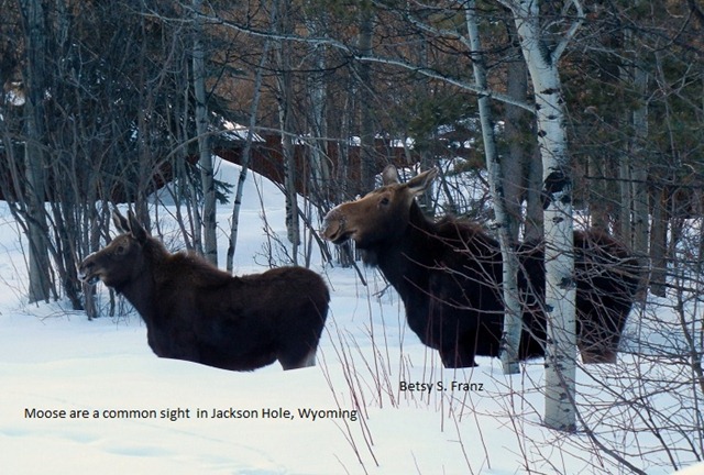 [moose1%255B4%255D.jpg]