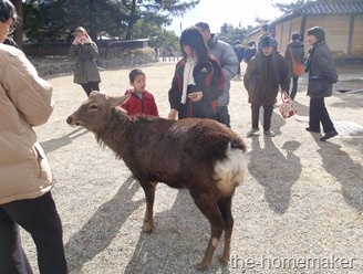 Deers in Nara park