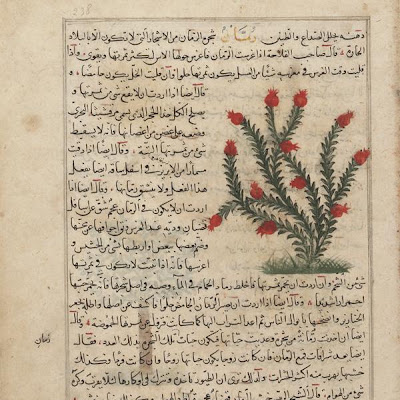 Pomegranate (Rumman); folio from a Aja'ib al-makhluqat ("Wonders of Creation") by al-Qazvini | Origin: Iraq or Eastern Turkey | Period: early 15th century Muhammad al-Qazwini (b. Zakariya) c. 1203-1283), | Details: Not Available | Type: Opaque watercolor, ink and gold on paper | Size: H: 32.7 W: 22.4 cm | Museum Code: F1954.77 | Photograph and description taken from Freer and the Sackler (Smithsonian) Museums. 1956127047f34c94ab7c05d7415bf881.jpg