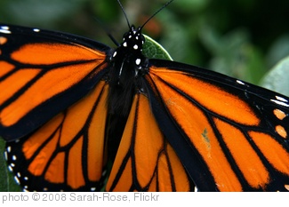 'Beautiful Butterfly' photo (c) 2008, Sarah-Rose - license: http://creativecommons.org/licenses/by-nd/2.0/