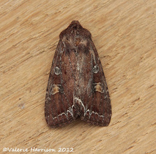 [Bright-line-brown-eye%255B2%255D.jpg]