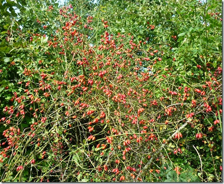 rose hips rose hips