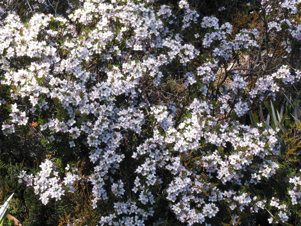 [IMG_7855%2520Boronia%2520citriodora%255B6%255D.jpg]