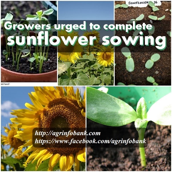 [Growers%2520urged%2520to%2520complete%2520sunflower%2520sowing%255B3%255D.jpg]