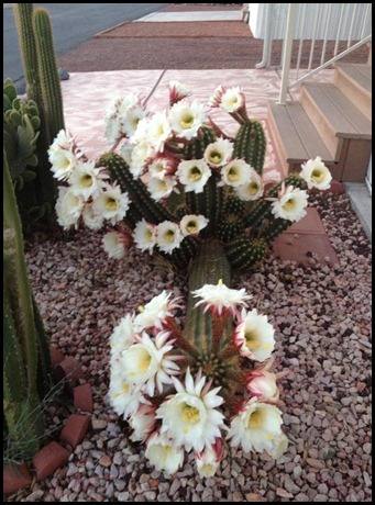 cactus blooms