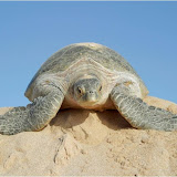 turtle foto album Oman