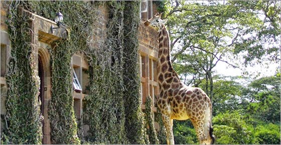 giraffe-manor-kenya-33