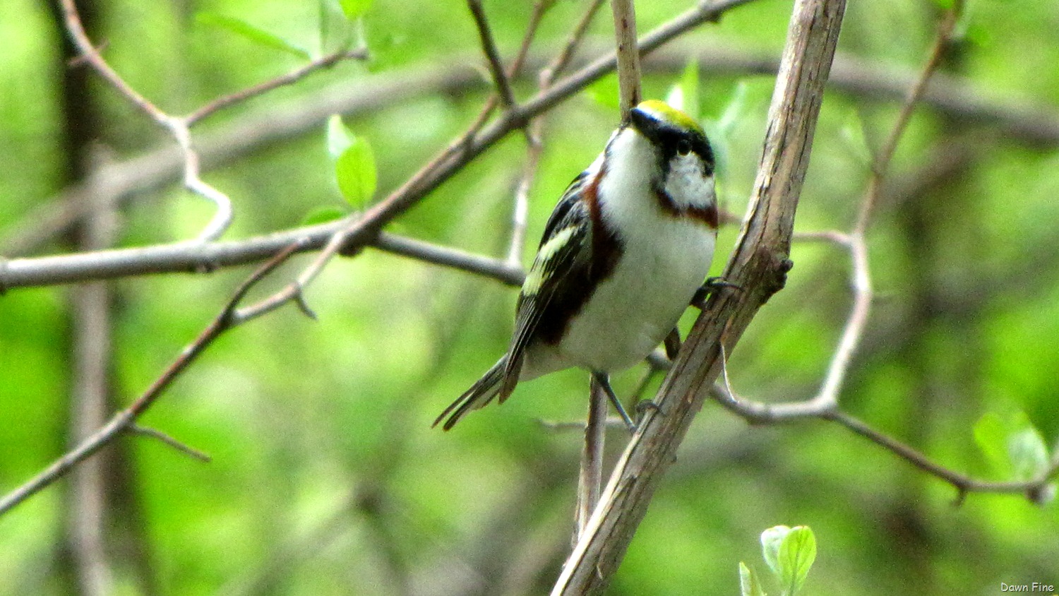 [Chestnut-sided-warbler8.jpg]