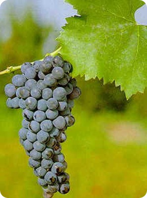vino controguerra ciliegiolo vino controguerra ciliegiolo